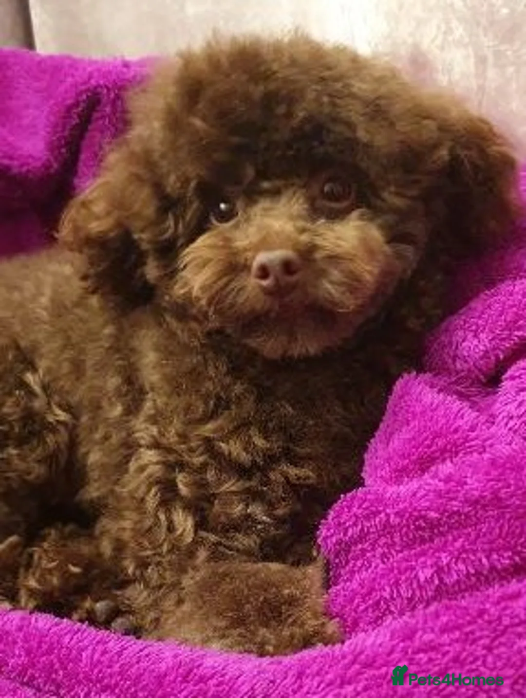 Toy Poodle dogs for stud: Tiny kc reg chocolate toy poodle.STUD ONLY! in Lincoln - Advert 10