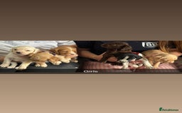Mixed Breed dogs for sale: French bulldog x spaniels  - Image 3