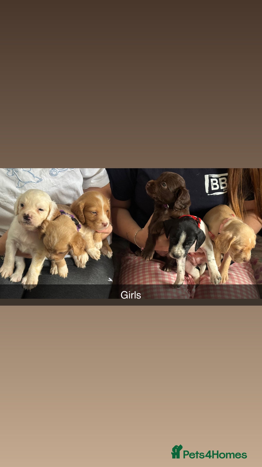 Mixed Breed dogs for sale: French bulldog x spaniels  - Image 3