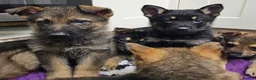 German Shepherd dogs for sale: KC Registered & Health Tested Working Line Puppies - Advert 15