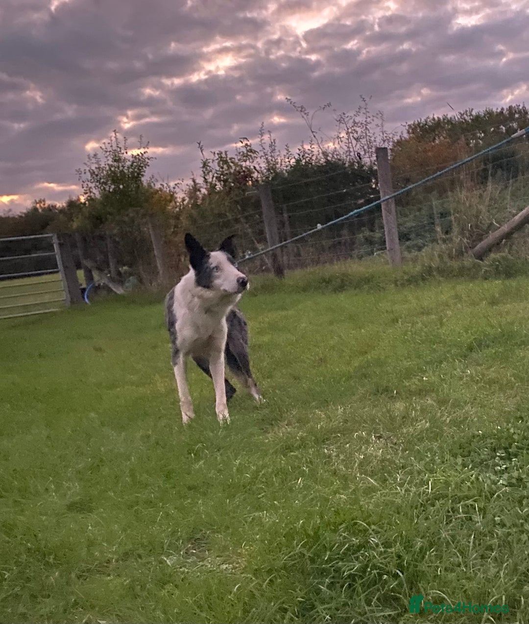 Border Collie dogs for sale: Beautiful Blue Merle Pup - Image 5