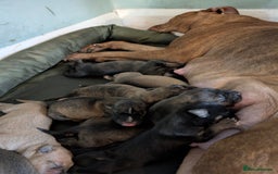 Mixed Breed dogs for sale: Puppies for sale - 8 weeks 29th August! - Image 7