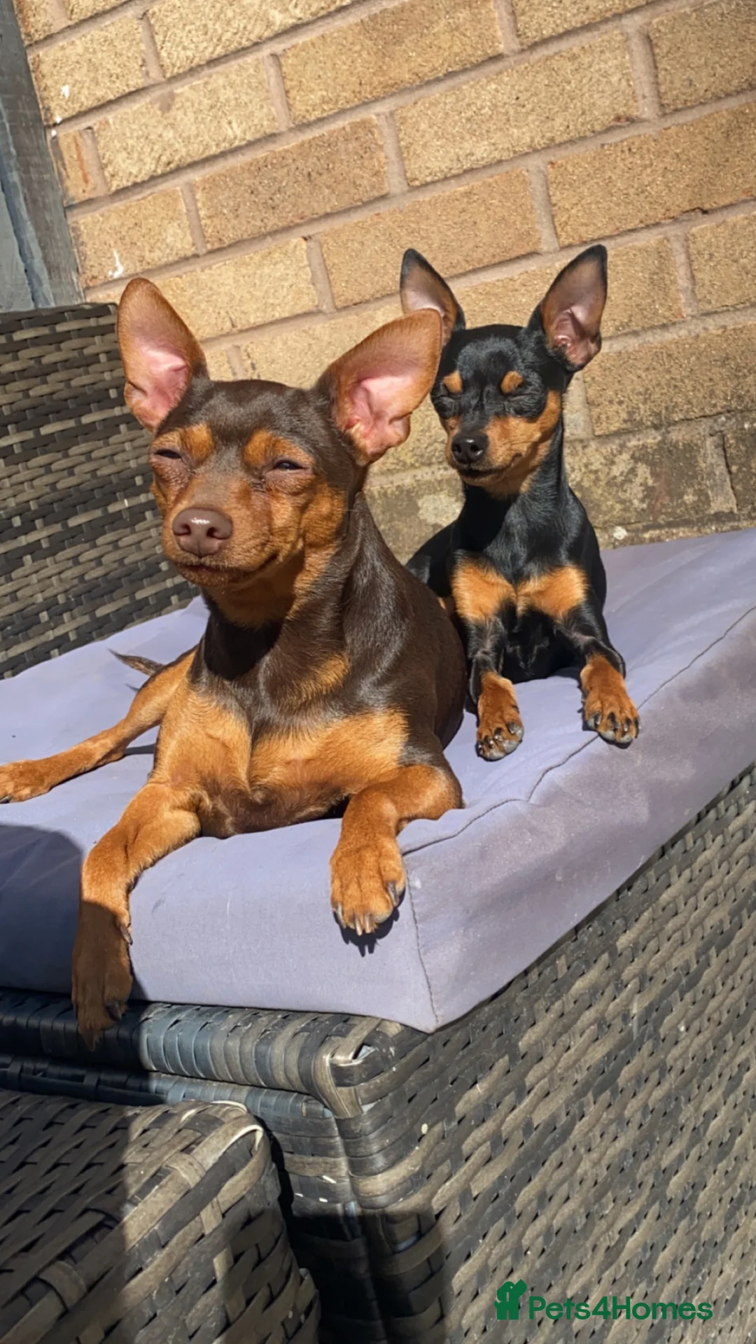 Miniature Pinscher dogs for sale: Female KC Min Pin  - Advert 8