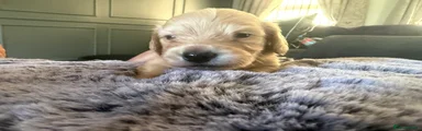 Miniature Dachshund 2