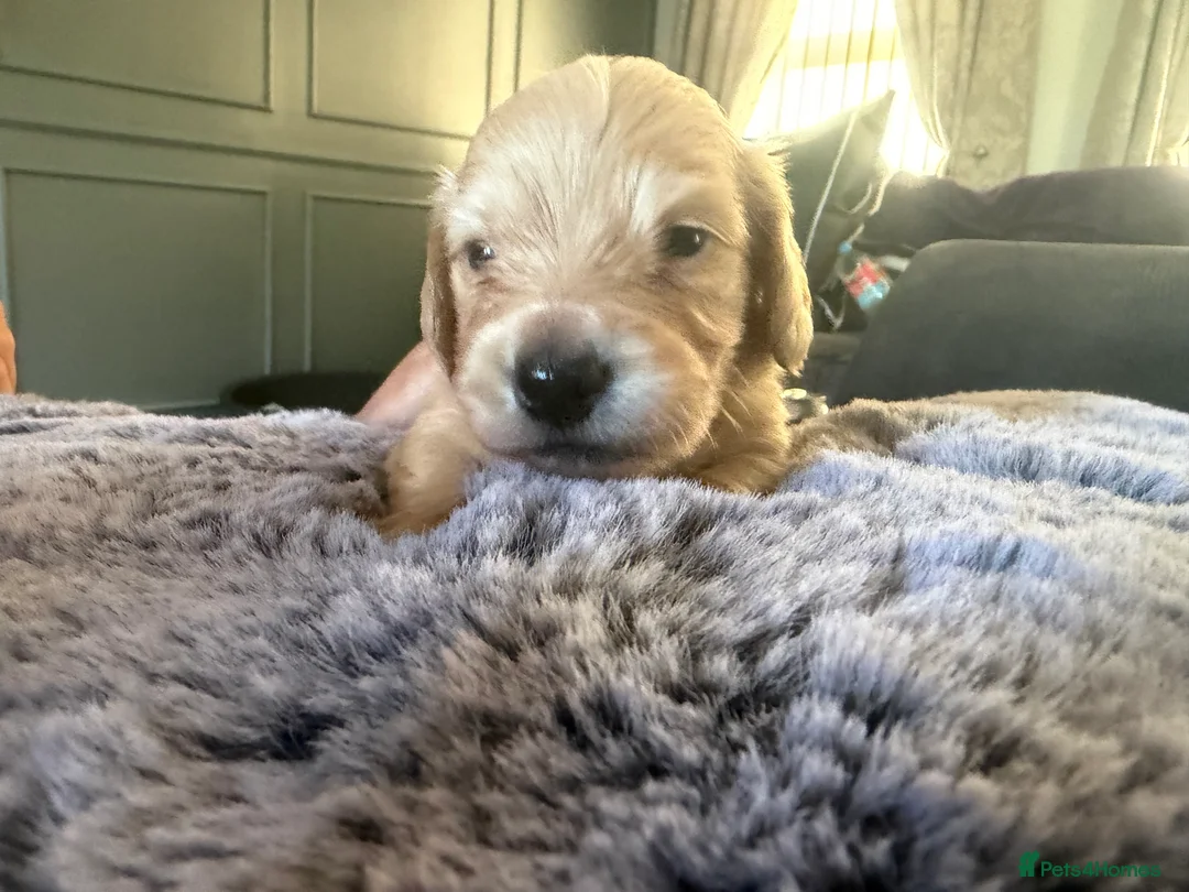 Miniature Dachshund dogs for sale: Longhaired Cream miniature dachshunds - Advert 2