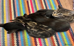 Mixed Breed cats for sale: 3x playful and sweet little kittens - Image 7