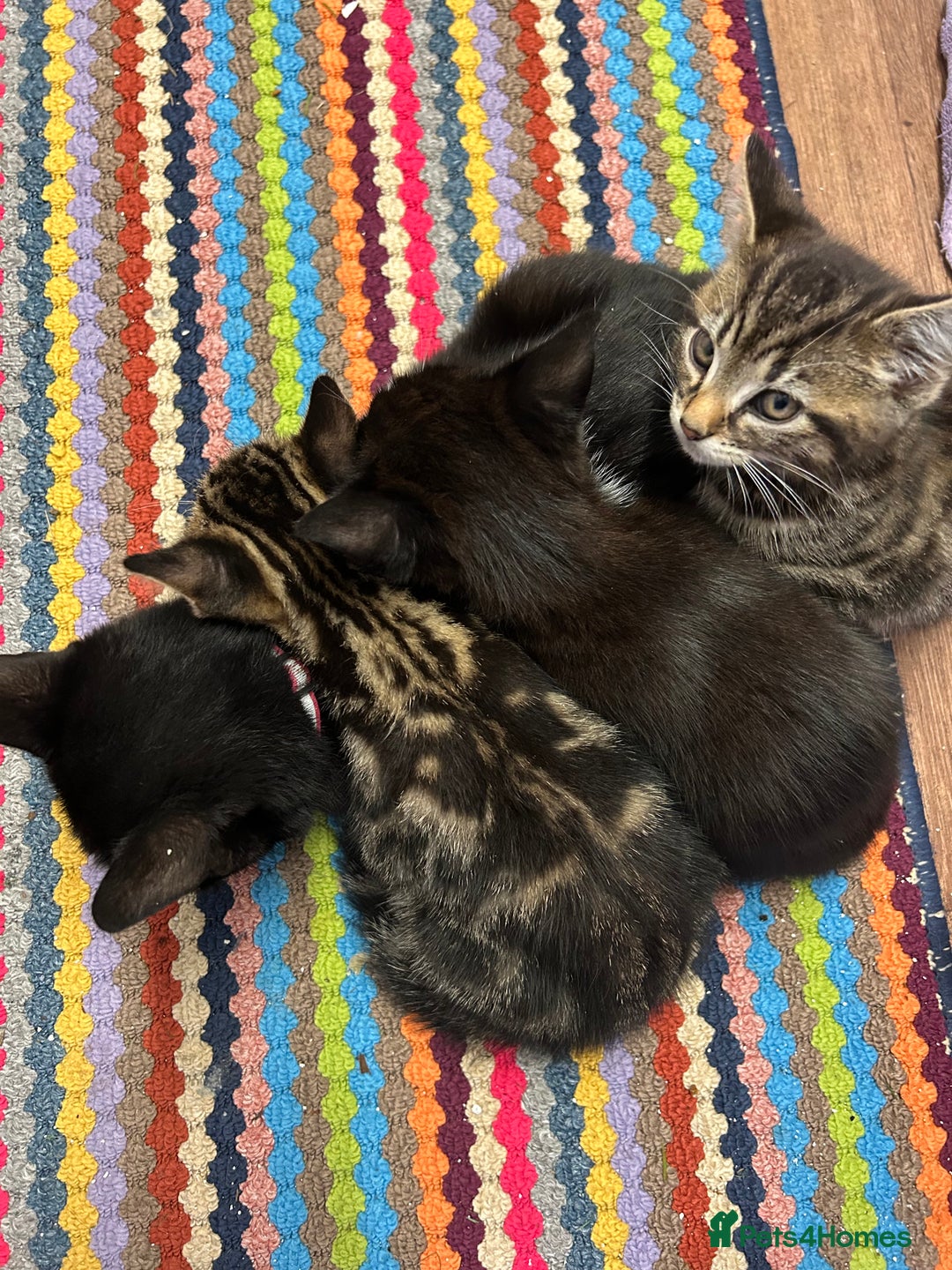Mixed Breed cats for sale: 3x playful and sweet little kittens - Image 7