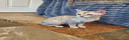 Bengal cats for sale: 🐆💕Very Beautiful Tica Registered Bengal Kittens. - Advert 23