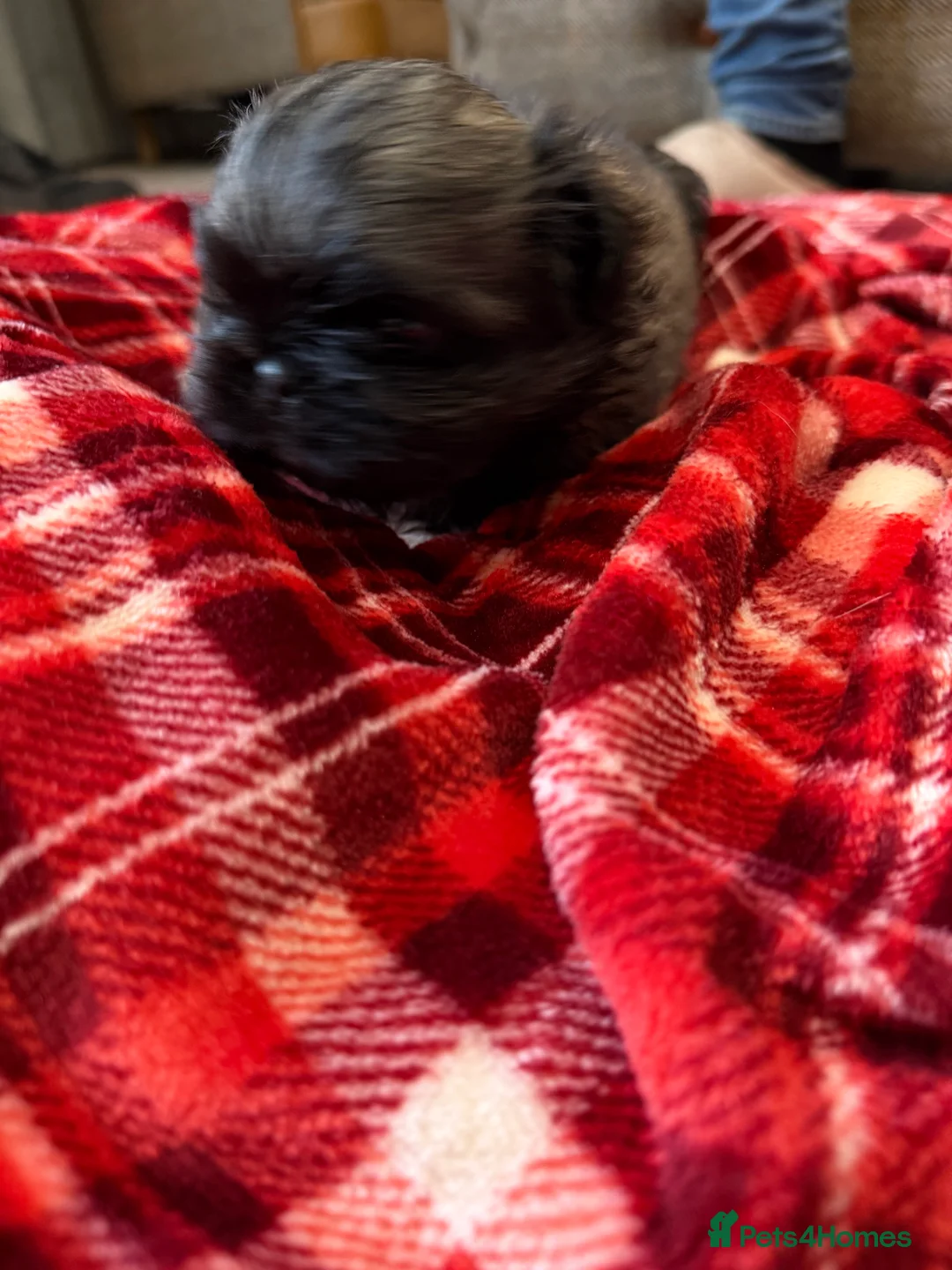 Pekingese dogs for sale: Kc Pekingese  - Advert 4