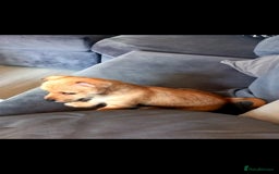 Mixed Breed dogs for sale: Chorkie puppy now available  - Image 5