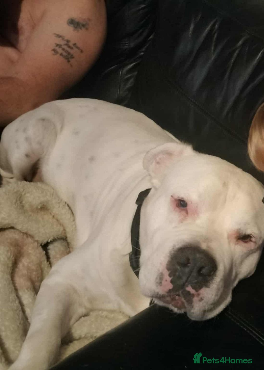 American Bull Staffy dogs for sale: American Staffordshire bully male - Image 4