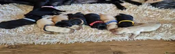 Labrador Retriever dogs for sale: Pedigree Labrador Puppies ready 10th September  - Advert 6