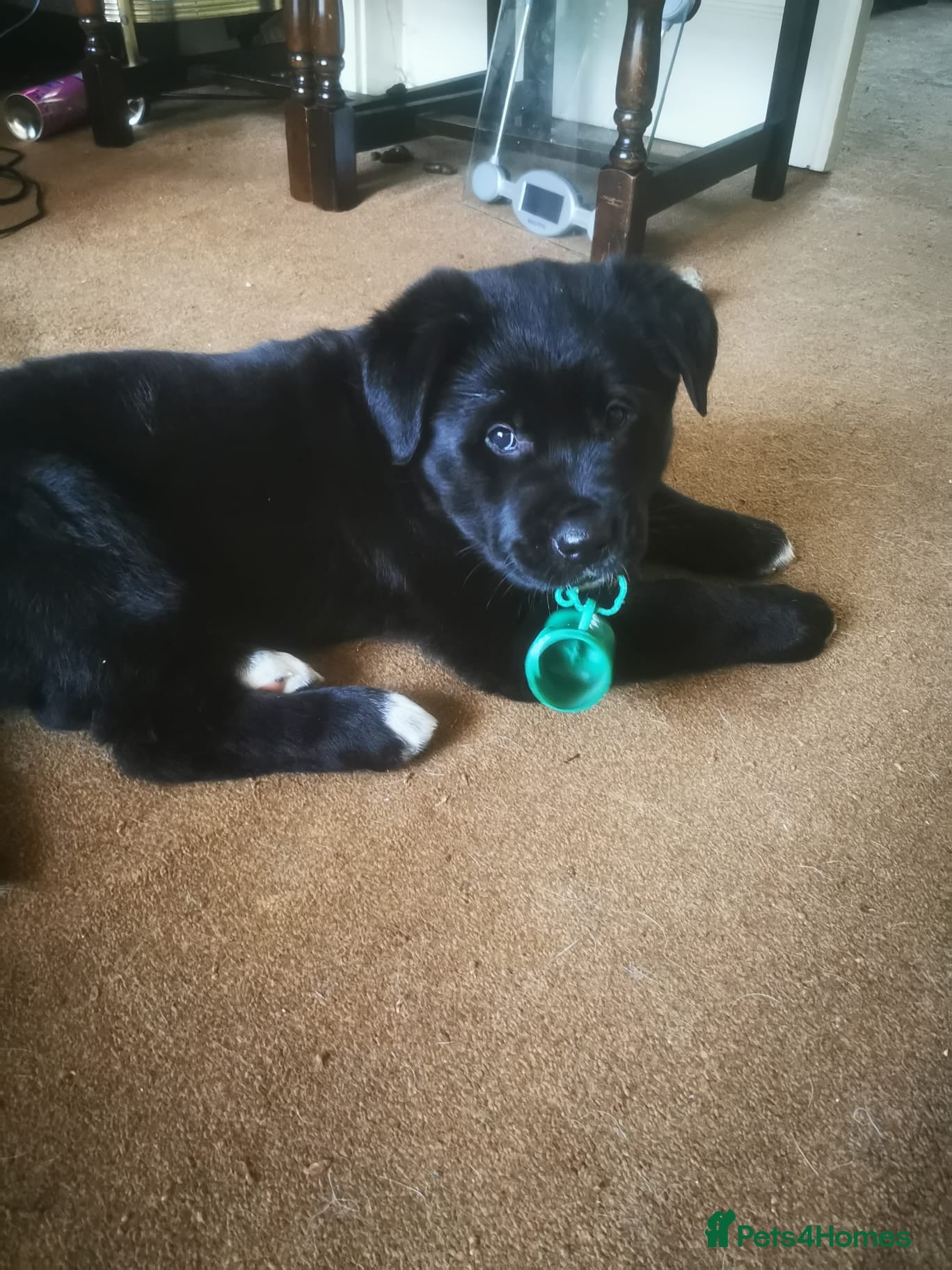 Mixed Breed dogs Akita and Golden retriever mix - Advert 4