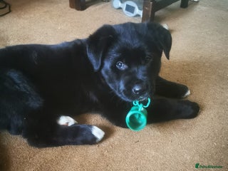 Mixed Breed dogs Akita and Golden retriever mix - Advert 1