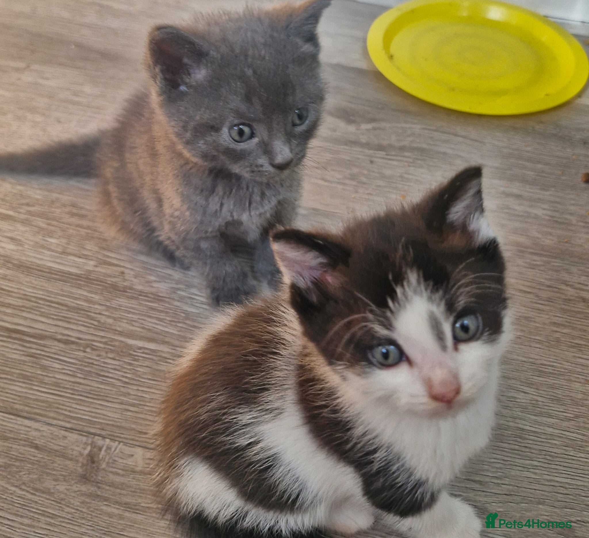 British Shorthair cats Adorable British shorthair cross kittens for sale - Advert 4