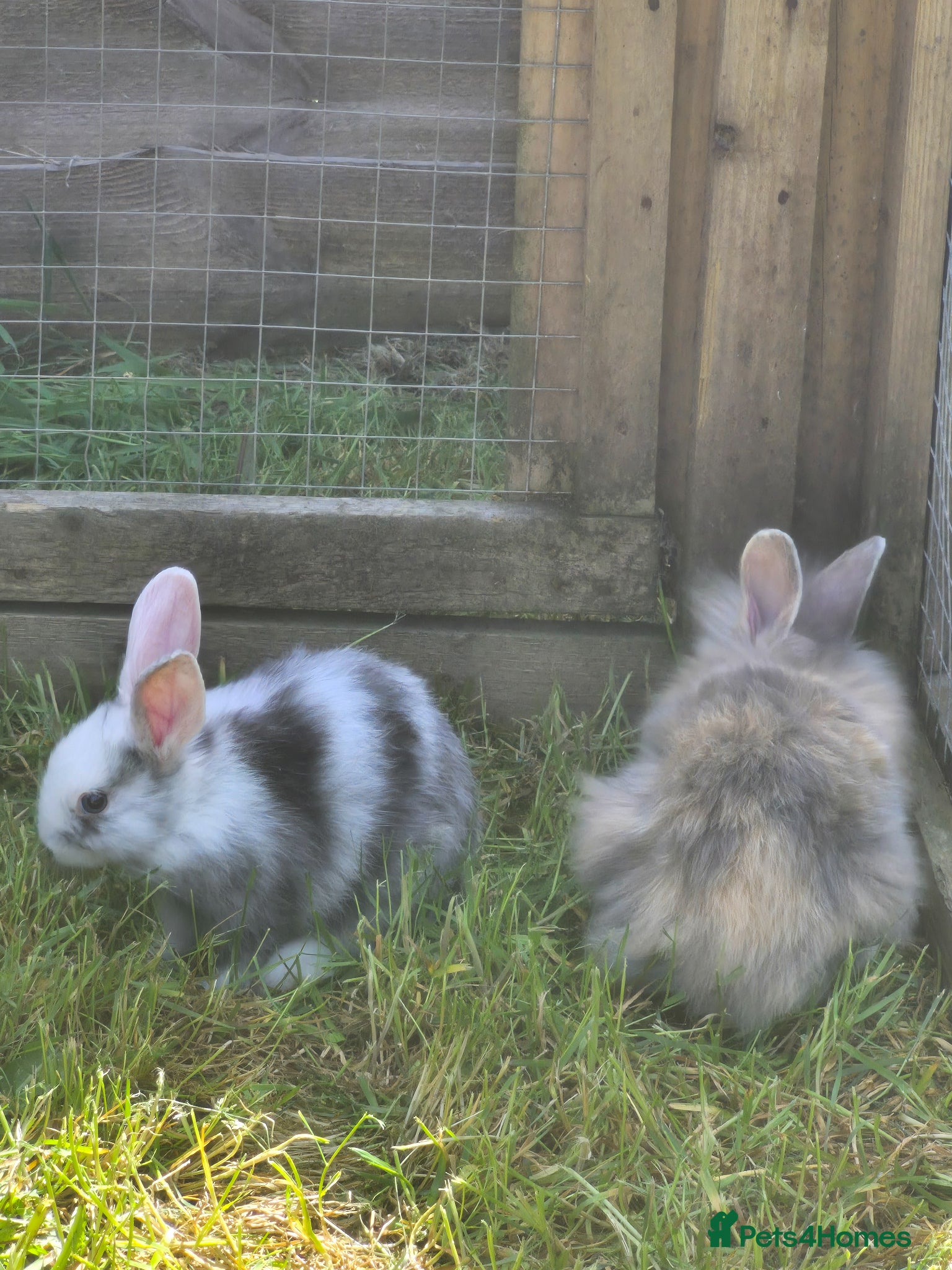 Mixed Breed rabbits Fluffy lionhead cross rabbits - Advert 2