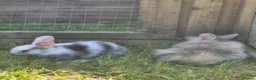 Mixed Breed rabbits for sale: Fluffy lionhead cross rabbits in Telford - Advert 1
