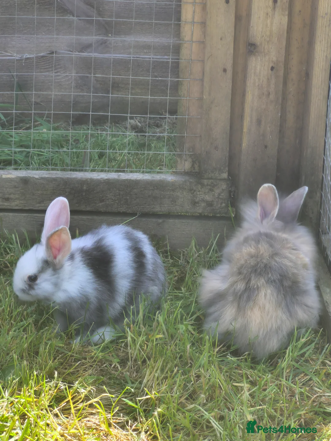 Mixed Breed rabbits for sale: Fluffy lionhead cross rabbits in Telford - Advert 1