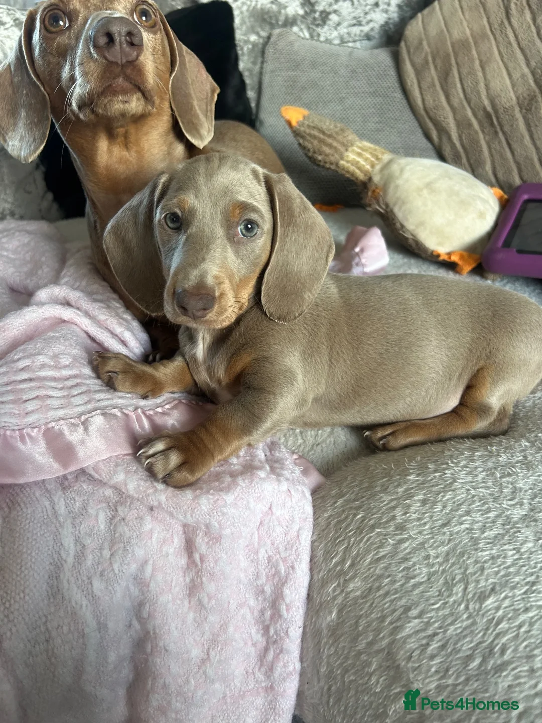 Miniature Dachshund dogs for sale: Two girls lilac & tan miniature dachshund  - Advert 3