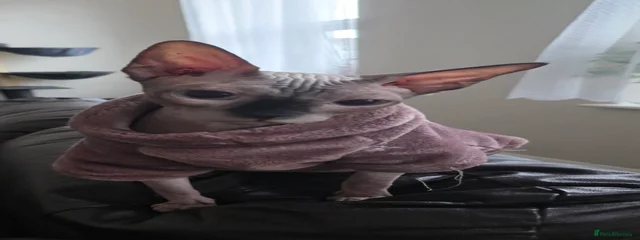 Simba