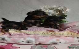 Yorkshire Terrier dogs for sale: 💝💝Beautiful miniature babies 💝💝 - Image 38