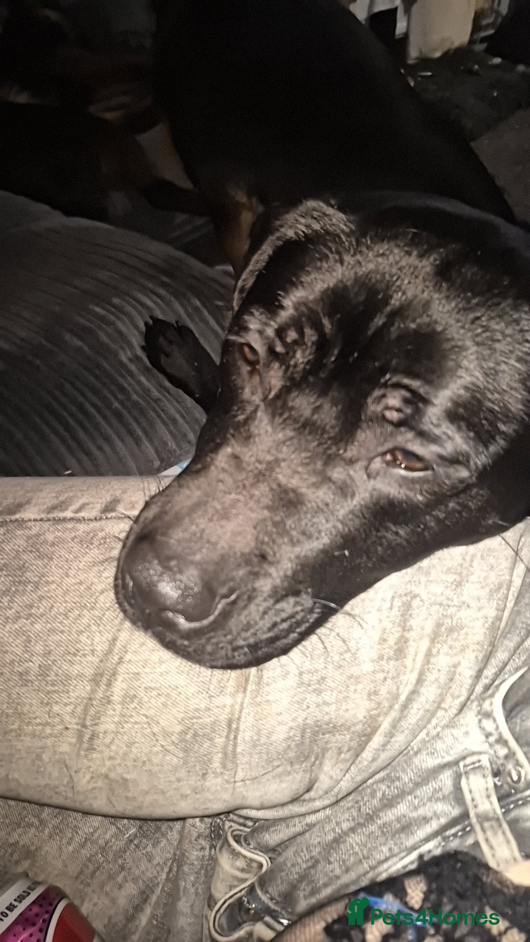 Mixed Breed dogs 2 year old female cane corso x Staff - Advert 1