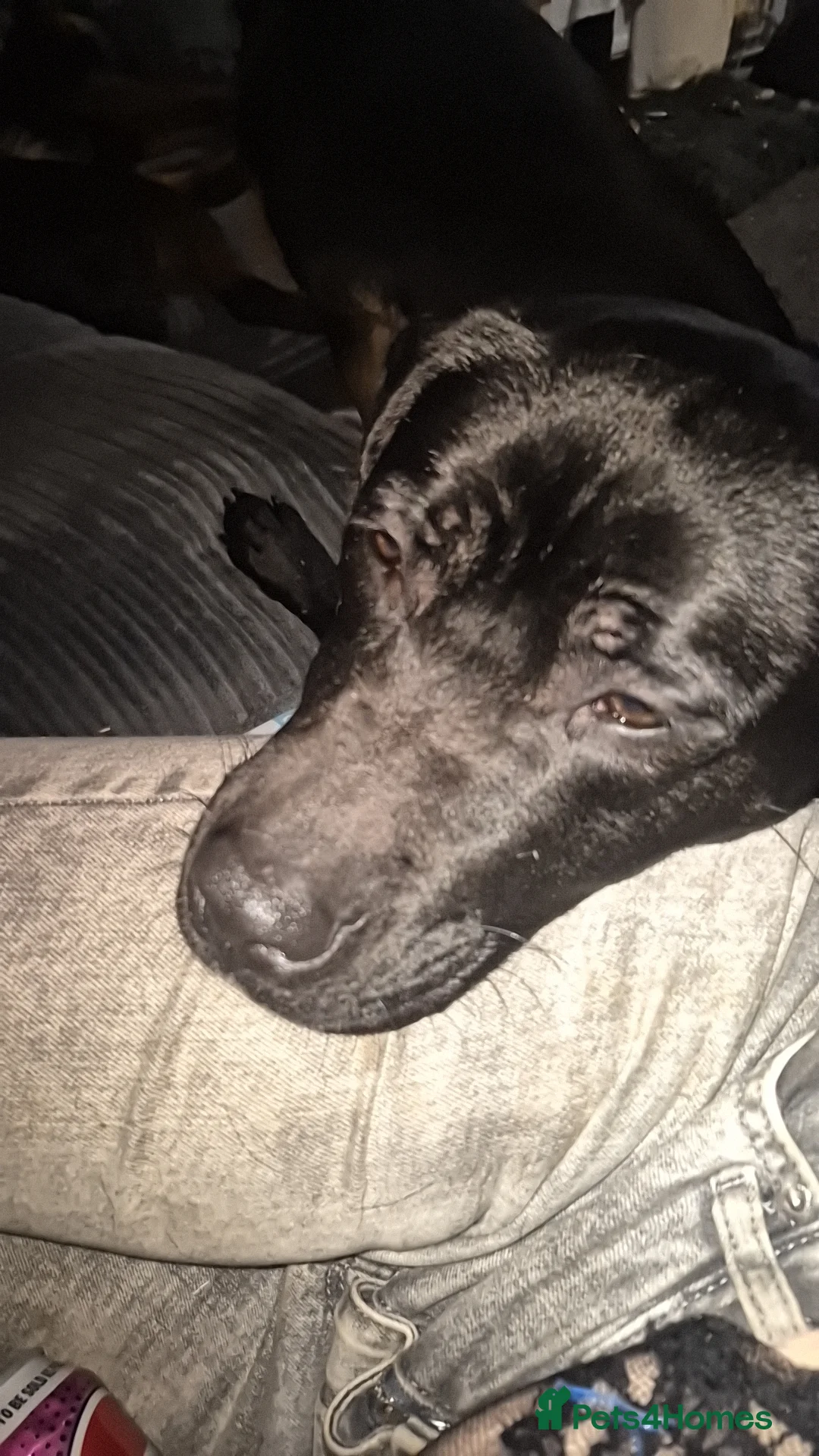 Mixed Breed dogs for sale: 2 year old female cane corso x Staff - Advert 1