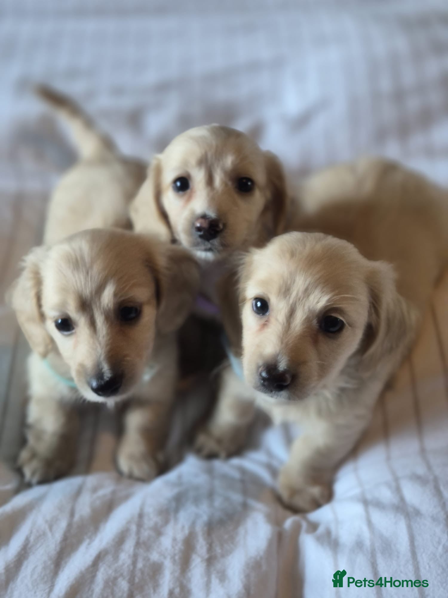 Miniature Dachshund dogs Cream Long Haired Pups KC - Advert 1