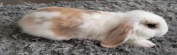 Mixed Breed rabbits for sale: Cute & Loving French x Mini Lop Ready!!! - Advert 5
