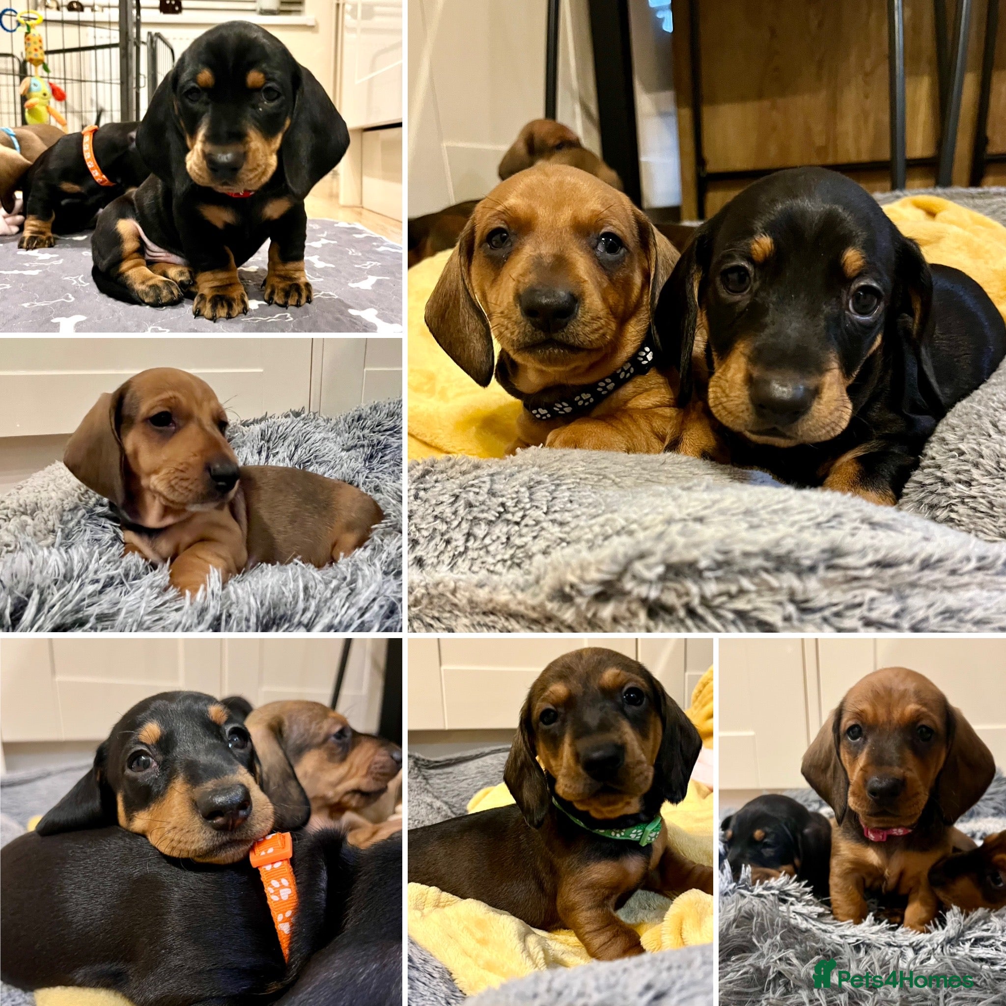 Dachshund dogs Standard Smooth Coat Dachshunds in Diss - Advert 8