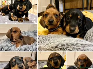 Dachshund dogs Standard Smooth Coat Dachshunds in Diss - Advert 2