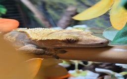 Gecko reptiles for sale: Crested Gecko Female Adult Reptile Girl  - Image 3