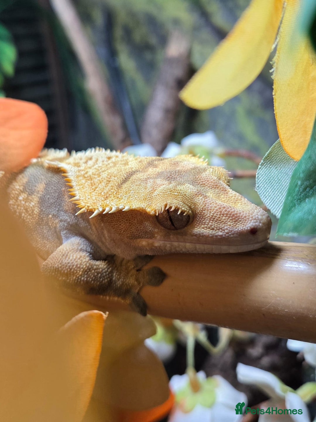 Gecko reptiles for sale: Crested Gecko Female Adult Reptile Girl  - Image 3