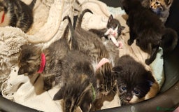 Mixed Breed cats for sale: 4 male kittens remaining, ready 25th October - Image 25