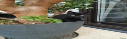 Mixed Breed cats for sale: 6 cute kittens for sale - Advert 13