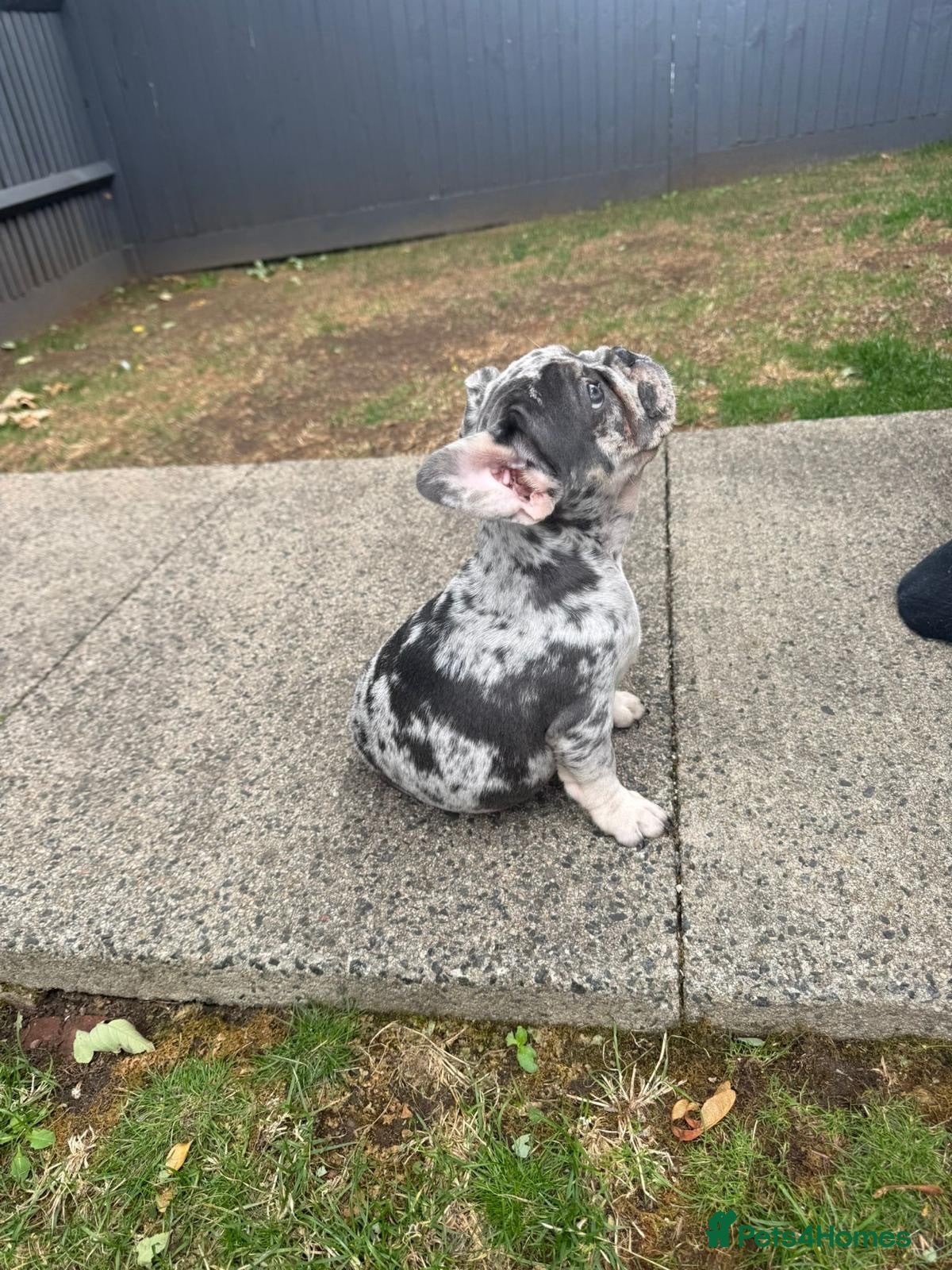 French Bulldog dogs Reduced 1 Girl for their forever homes. - Advert 1