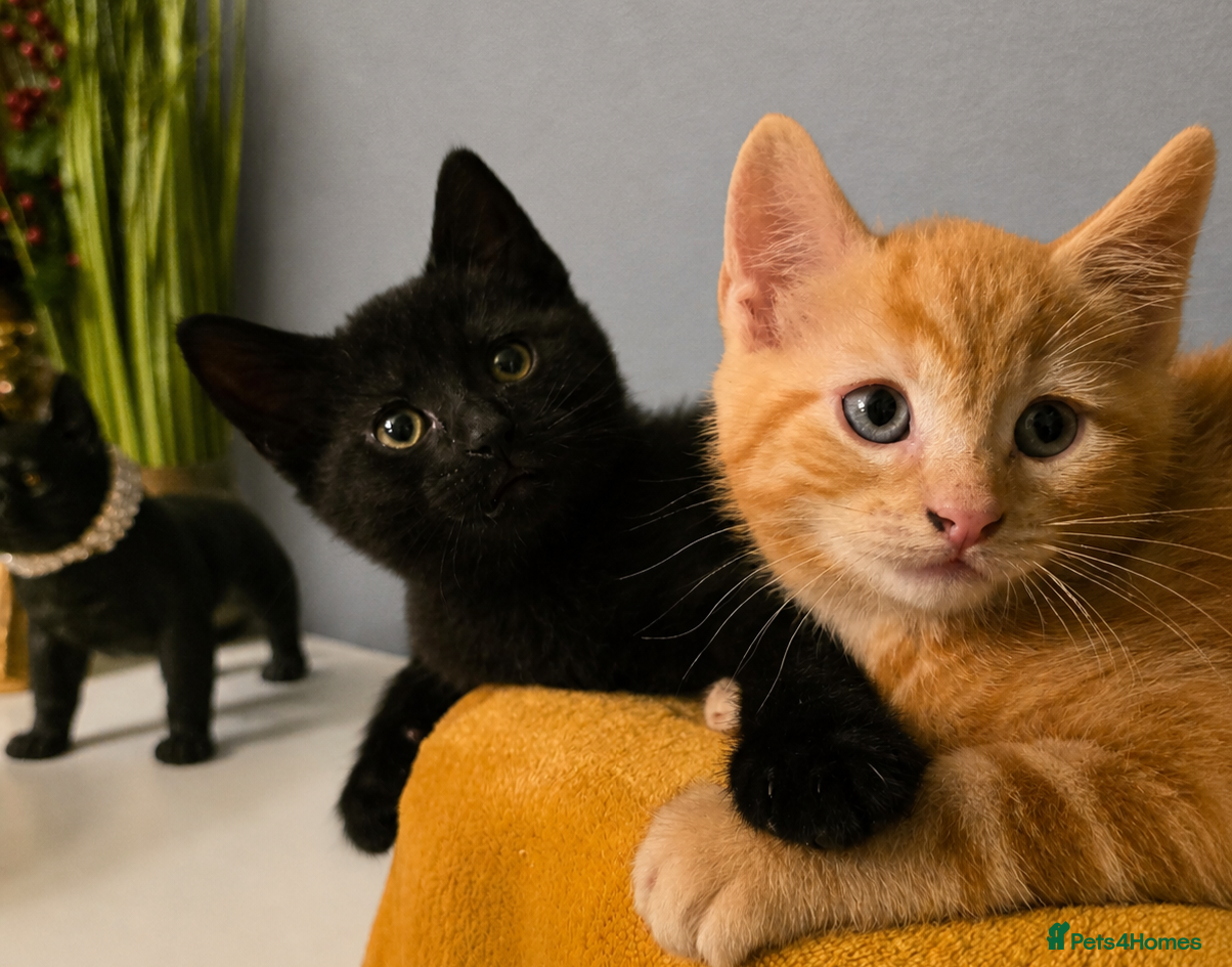 Mixed Breed cats Only1kitten left raised with dogs and children - Advert 17
