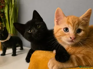 Mixed Breed cats Only1kitten left raised with dogs and children - Advert 1