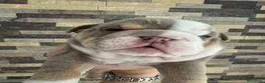 English Bulldog 3