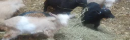 Goats livestock for sale: Lovely pygmy goats 🐐  - Advert 7