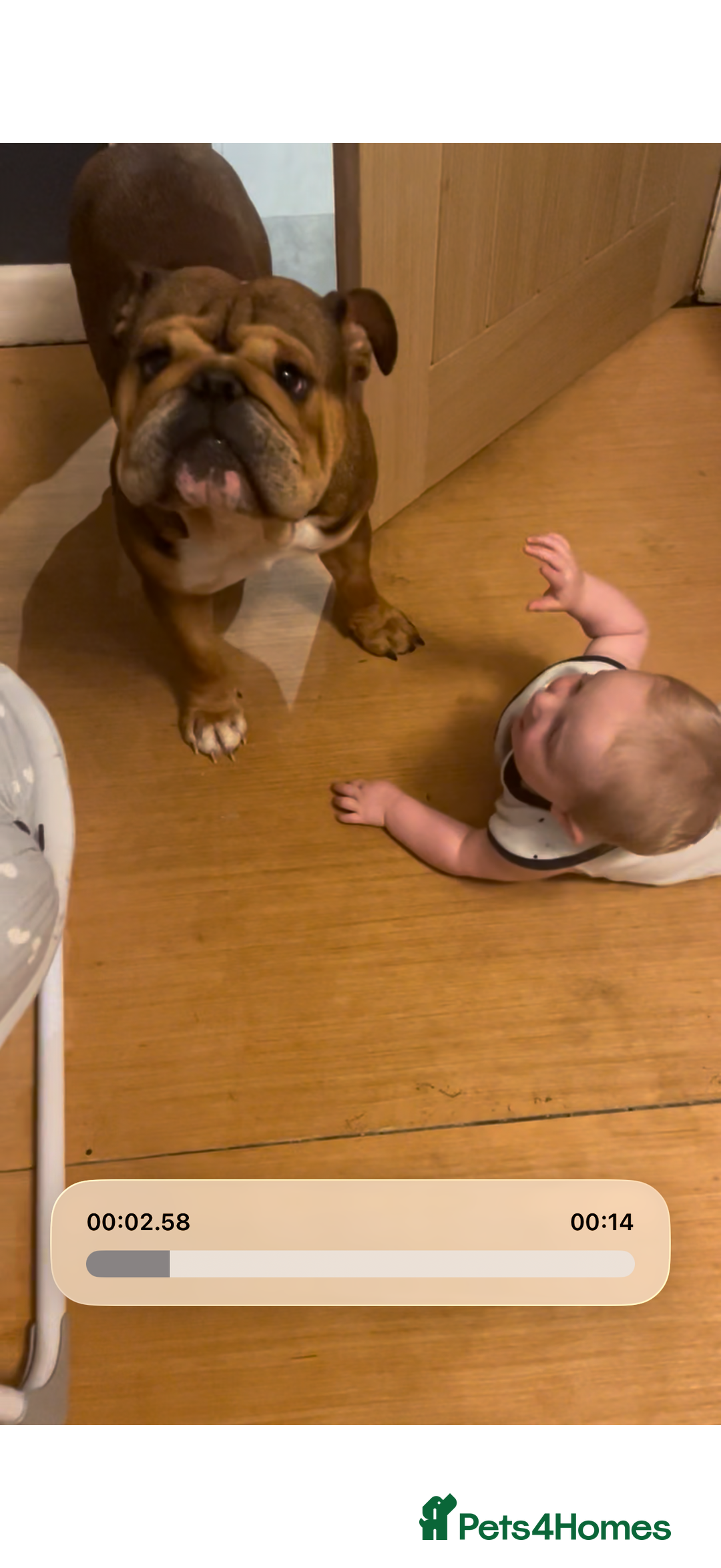 English Bulldog dogs for sale: English bulldog - Advert 2