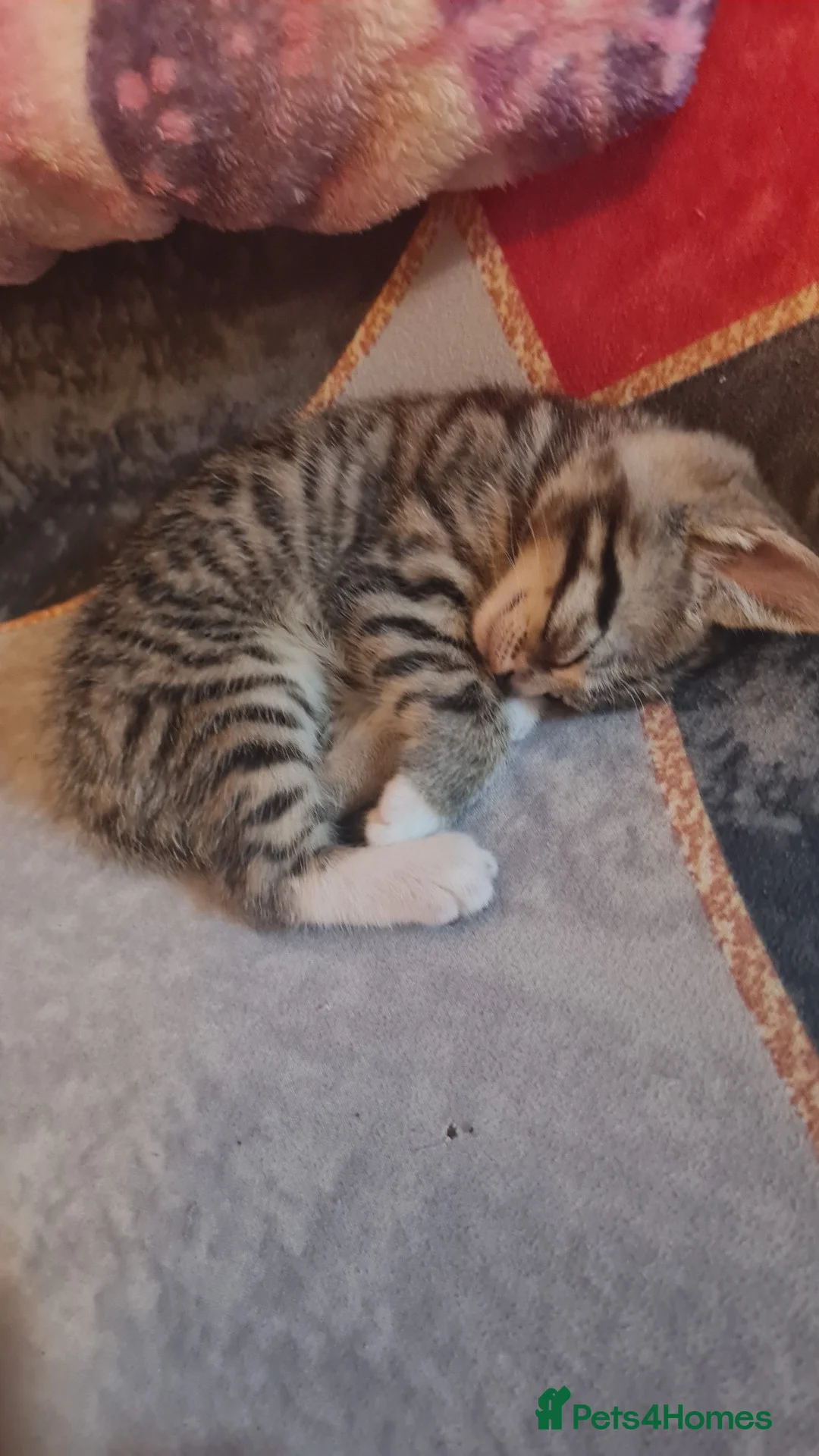 Mixed Breed cats for sale: 3 adorable Kittens  in Ipswich - Advert 8