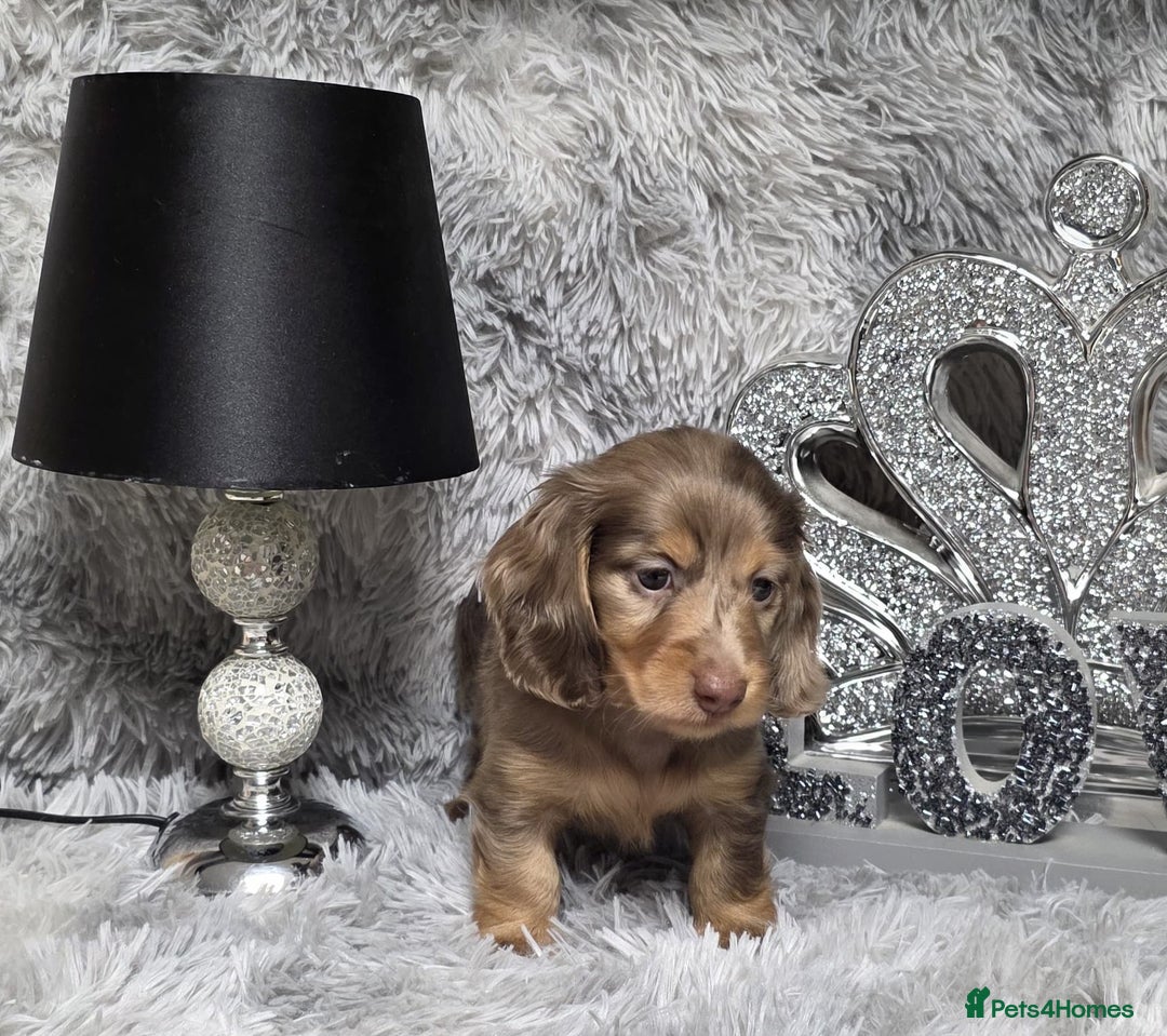 Miniature Dachshund dogs for sale: Adorable KC long coat boys available  - Advert 29