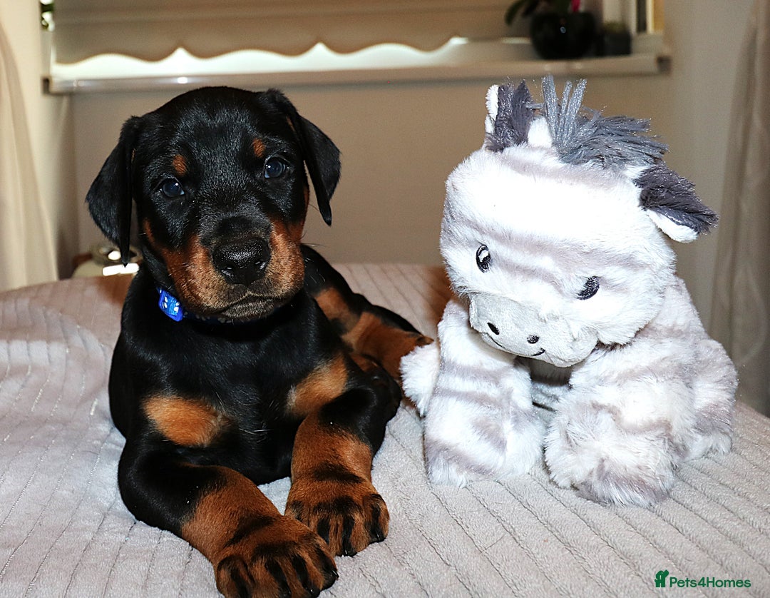 German Shepherd Doberman Mix Puppy Doberman German Shepherd