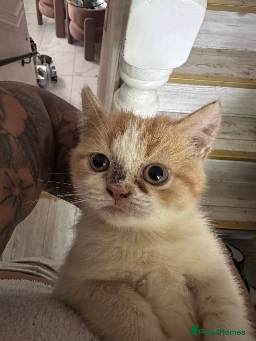 Persian cats for sale: Persian Kittens for Sale - Advert 3