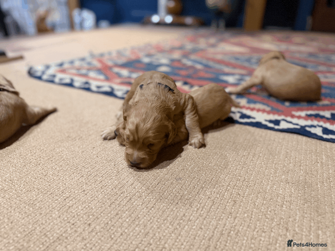 Cocker Spaniel dogs for sale: Lemon Cocker Spaniels ( Four Girls ) - Advert 14