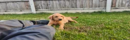 Labrador Retriever dogs for sale: Red fox Labrador males  - Advert 1