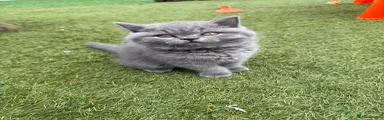 British Shorthair 1