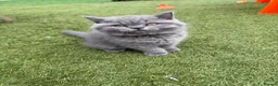 British Shorthair cats for sale: British shorthair 🩷🌸 - Advert 6