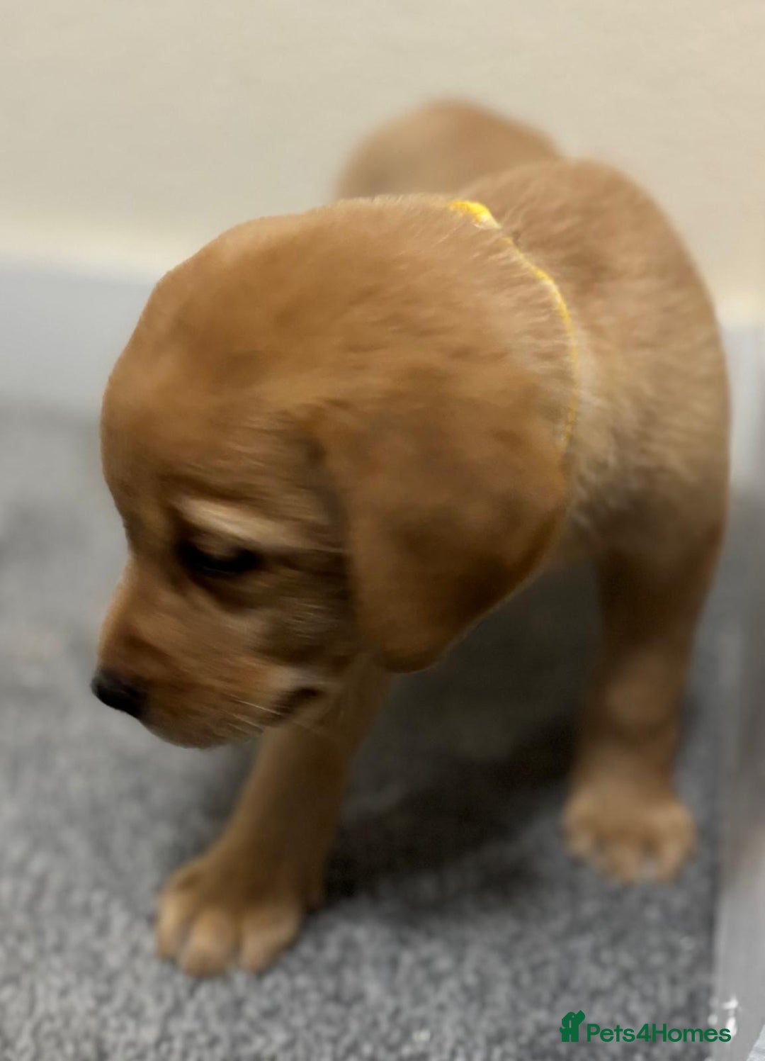 Labrador Retriever dogs for sale: Labrador puppies - Advert 27